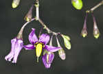 Climbing nightshade